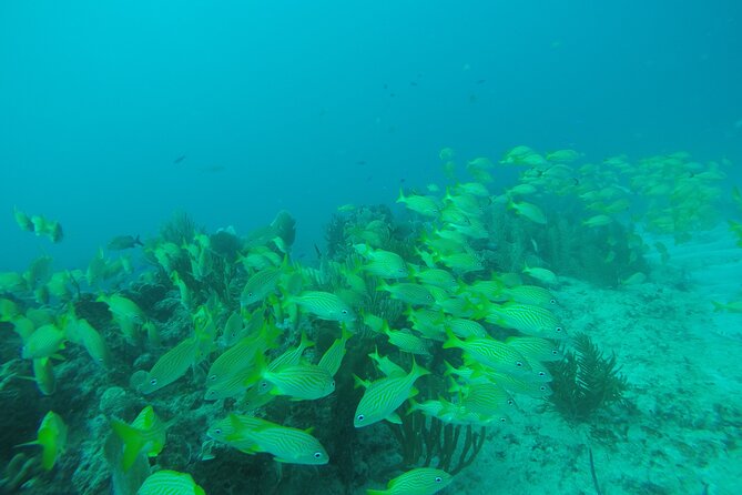 2 Tank Reef Dive in Mexico - A 3-hour, two-stop reef plan in Puerto Morelos