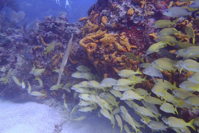 2 Tank Reef Dive in Mexico - Equipment, included value, and where $149 fits in