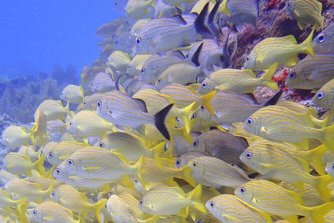 2 Tank Reef Dive in Mexico - What you’ll likely see on a reef outing like this