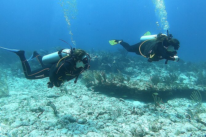 2 Tank Reef Dive in Mexico - Who this scuba outing is best for (and who should skip it)