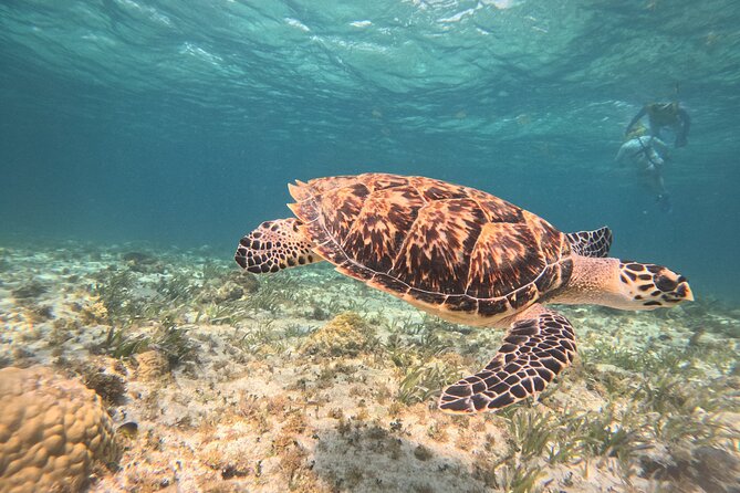 3 in 1 Jungle Speedboat and Snorkeling in Cancun - Getting to Marina Chac Chi and meeting your guide
