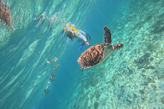 3 in 1 Jungle Speedboat and Snorkeling in Cancun - Mayan Reef El Meco snorkeling: fish, turtles, and safety basics