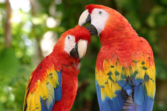 4-in-1 Cenote Tour Guided Experience with Breakfast, Lunch & Wine - Breakfast, Mayan legends, and the alux story that frames the day