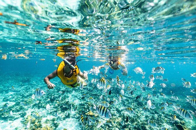 5-in-1 Cancun Snorkeling: Turtles, Reef, Musa, Shipwreck, Cenote - A 5-in-1 Cancun snorkel day with real variety
