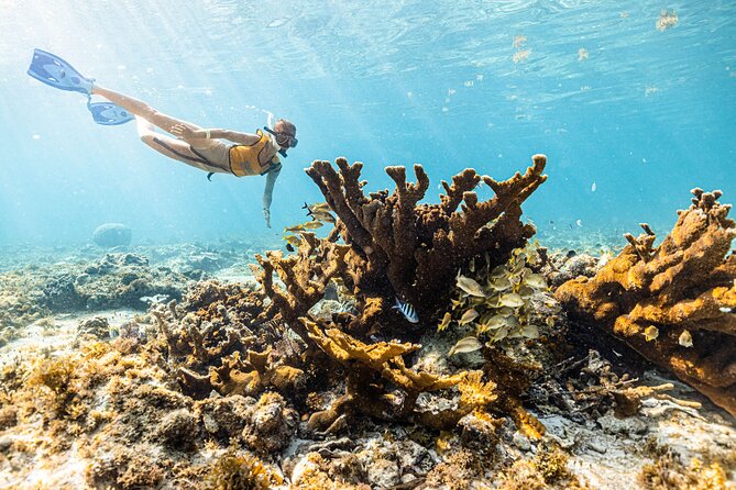 5-in-1 Cancun Snorkeling: Turtles, Reef, Musa, Shipwreck, Cenote - Stop-by-stop: reef fish, turtles, MUSA statues, and a shipwreck