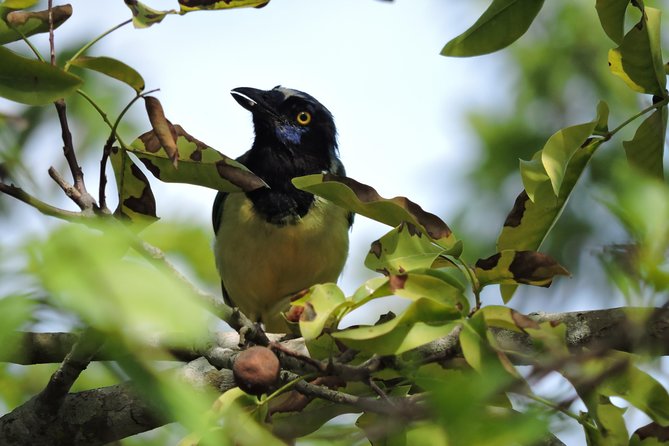 Birdwatching Cancun - A 6:00 am start you’ll be glad you made