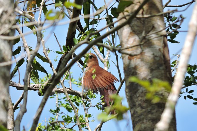Birdwatching Cancun - Ruta de los Cenotes: where endemic birds mix with migrants