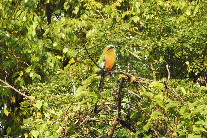Birdwatching Cancun - How Carlos and Lugo call in birds by sight and sound