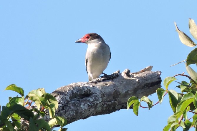 Birdwatching Cancun - Multiple habitat stops: the timing before heat changes everything