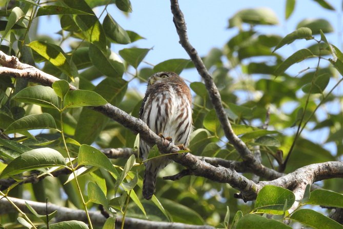 Birdwatching Cancun - Snacks, quesadillas, and the water question