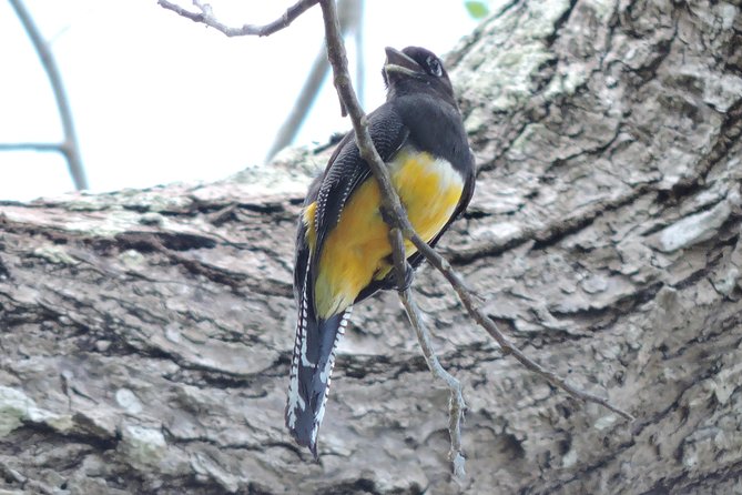 Birdwatching Cancun - What to bring for comfort and better sightings