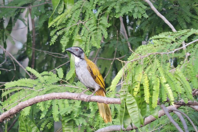 Birdwatching Cancun - Meeting at Plaza Caracol and the ride into the jungle