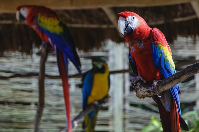 Cancun Extreme Zipline Canopy Tour - The subterranean cenote swim: the payoff moment