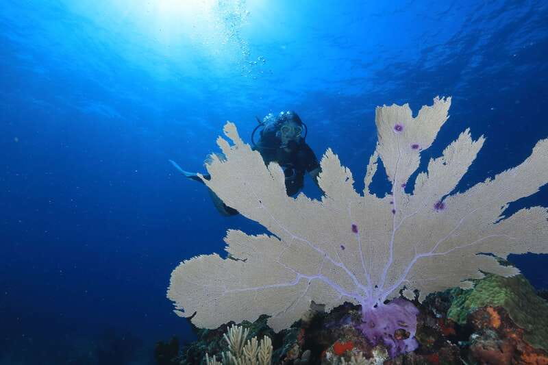 Cancun: Scuba Diving for Beginners, 2 Dives - The Manchones reef stop (where the fish make it feel real)