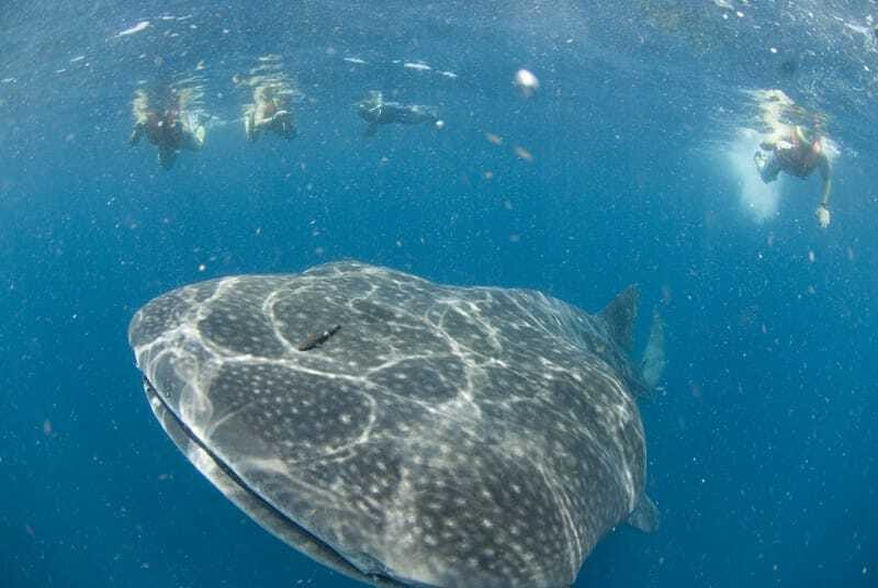 Cancún: Swim with Whale Sharks - Key things that make this whale shark trip work