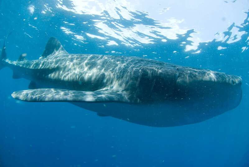 Cancún: Swim with Whale Sharks - Why Isla Contoy waters feel like the main event
