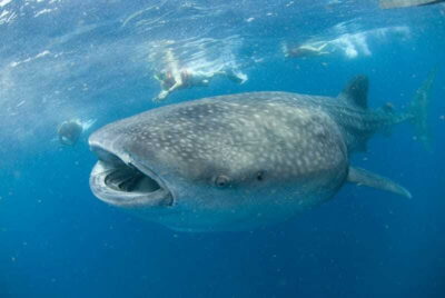 Cancún: Swim with Whale Sharks - Price and logistics from Cancún: what you get for $160