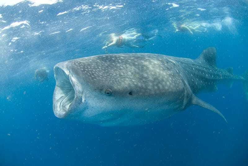 Cancún: Swim with Whale Sharks - Isla Mujeres break: lunch on the water and a final swim