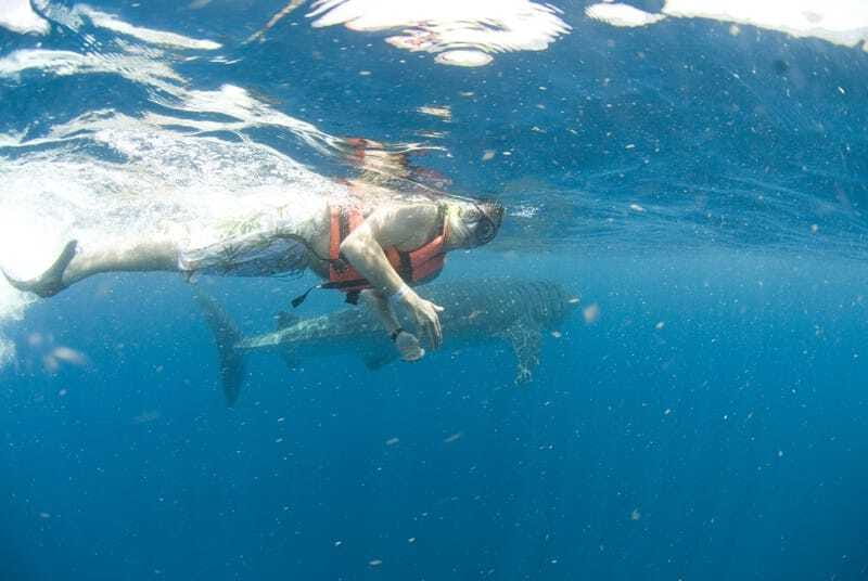 Cancún: Swim with Whale Sharks - Dolphin and sea turtle sightings: the best kind of bonus