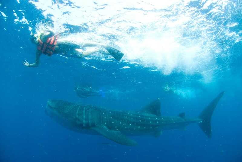 Cancún: Swim with Whale Sharks - Small-group comfort: why it makes the water time better
