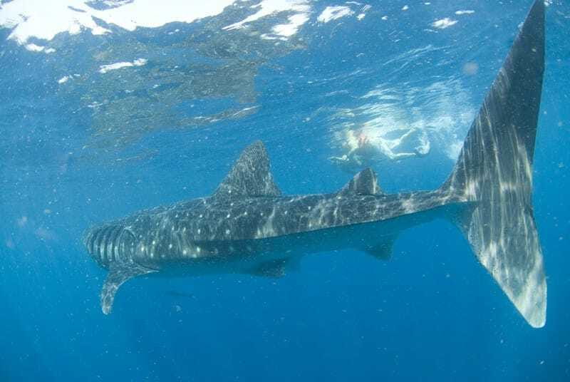 Cancún: Swim with Whale Sharks - What to bring (and what makes a difference in real life)