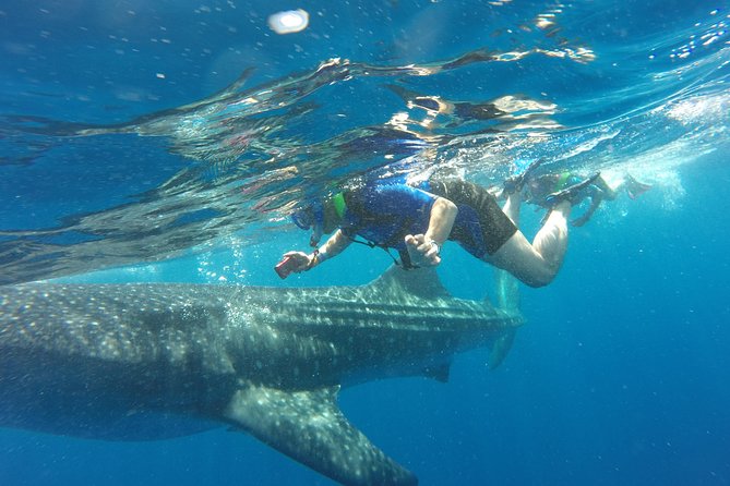 Cancun Whale Shark Encounter - Key Highlights You’ll Actually Care About