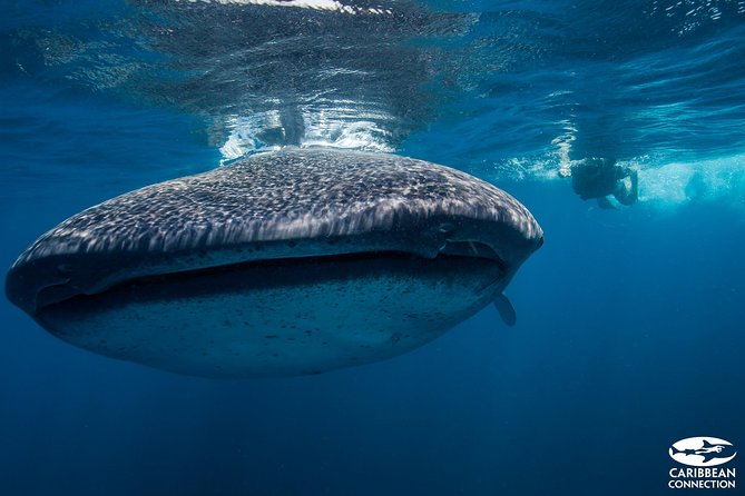 Cancun Whale Shark Encounter - Whale Shark Snorkeling from Punta Sam: What the Tour Really Delivers