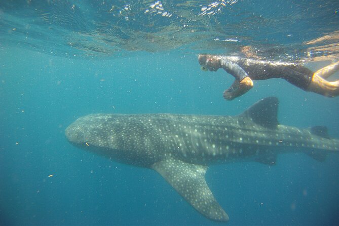 Cancun Whale Shark Encounter - The Whale Shark Swim: How the Encounter Stays Ethical