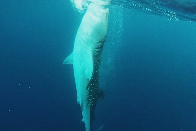 Cancun Whale Shark Encounter - What’s Included (and What You Bring)