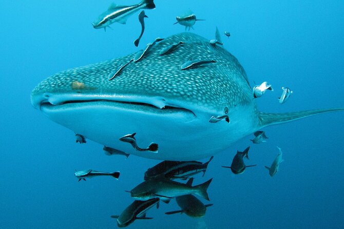 Cancun Whale Shark Encounter - The Weather and Sighting Reality Check (No Sugarcoating)
