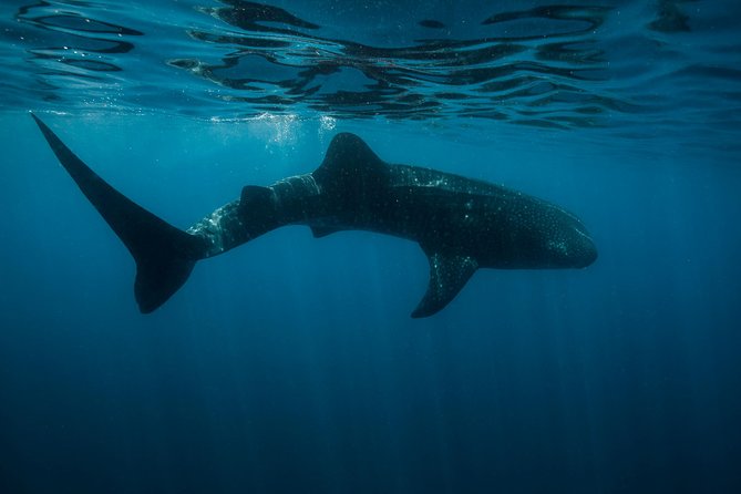 Cancun Whale Shark Encounter - Pickup, Group Size, and the Morning Pace