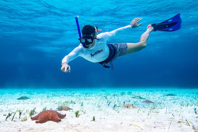 Cozumel Starfish and Tropical Reef Snorkeling by Powerboat with Lunch - Value check: $139 for what you get, plus the ferry fee