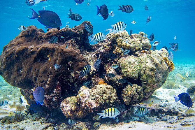 Cozumel Starfish and Tropical Reef Snorkeling by Powerboat with Lunch - Tips that help you get the best reef time