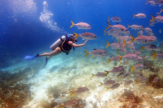 Diving in Cancun for Certified Divers | 2 Dives | All Inclusive - Key highlights worth planning for