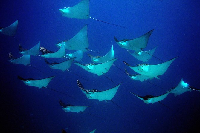 Diving in Cancun for Certified Divers | 2 Dives | All Inclusive - Guides and Safety: The Human Factor That Shows Up in Reviews