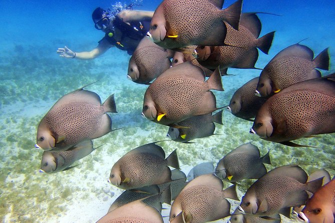 Diving in Cancun for Certified Divers | 2 Dives | All Inclusive - Who This Is Best For (and Who Should Skip It)