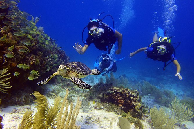 Diving in Cancun for Certified Divers | 2 Dives | All Inclusive - Weather, Timing, and the Second Session Reality
