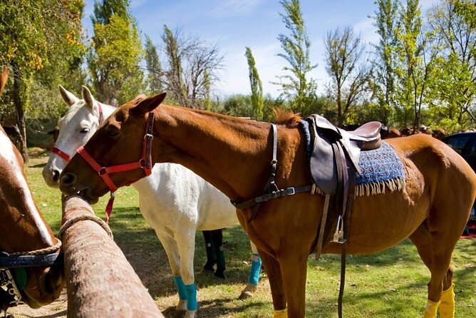 Extreme Horses Adventure with ATV, Ziplines & Cenote - Tequila tasting, snacks, and what happens at the end