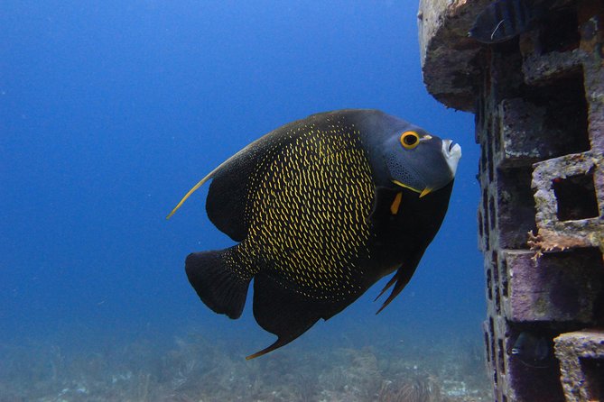 For certified Divers Experience the Under Water Museum and the Manchones Reef - Price and What You’ll Actually Pay