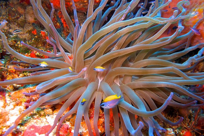 For certified Divers Experience the Under Water Museum and the Manchones Reef - Manchones Reef: Move From Sculpture to Living Habitat