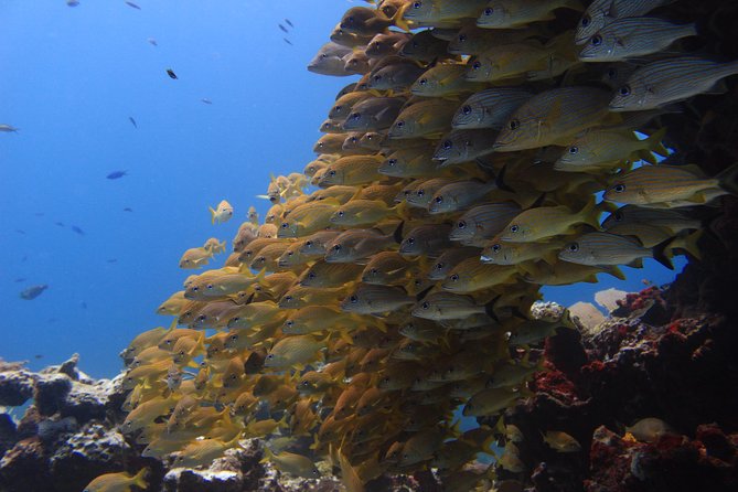 For certified Divers Experience the Under Water Museum and the Manchones Reef - Where the Day Starts: Coconut Divers Marina Check-In