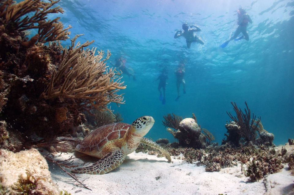 From Cancun: Tulum and Akumal Cenote and Turtle Swim Tour - Canamayte Eco Park and the Mariposa Cenote Swim