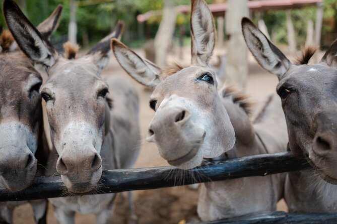 Horseback Riding and Cenote Swim from Cancun or Playa del Carmen - What You Actually Get For $120 (Value vs. Photo Costs)