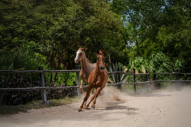 Horseback Riding and Cenote Swim from Cancun or Playa del Carmen - Who This Tour Suits Best (And Who Might Skip It)