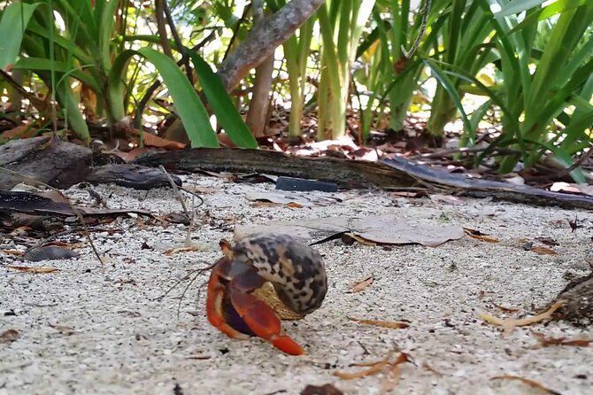 Isla Contoy and Isla Mujeres Tour with Snorkeling from Cancun - Isla Contoy National Park: protected wildlife and limited time on land