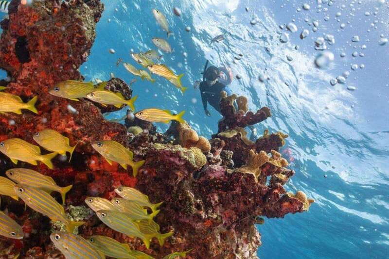 Isla Mujeres: Snorkel Tour at Musa and Manchones Reef - Key things to know before you go