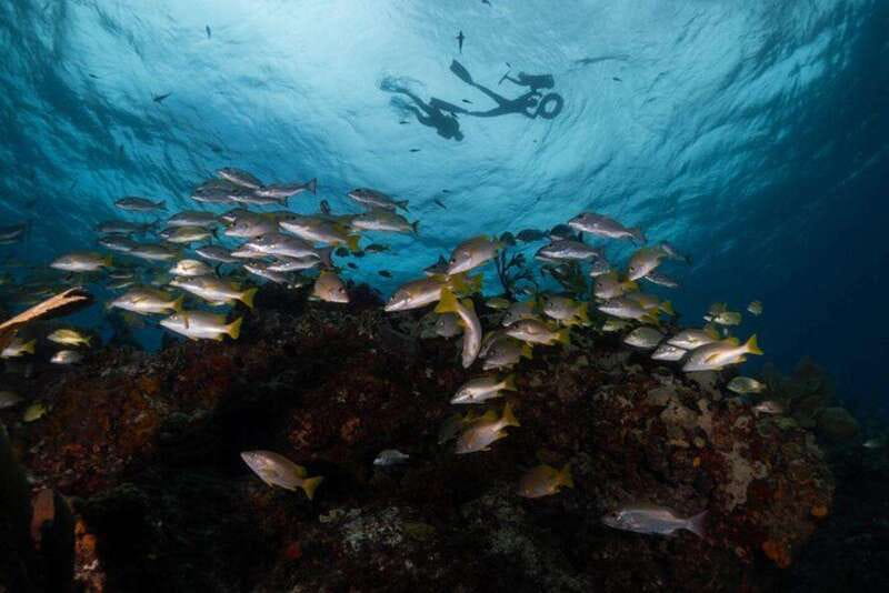 Isla Mujeres: Snorkel Tour at Musa and Manchones Reef - Musa and Manchones: the two-part snorkel route
