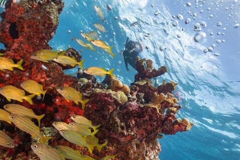 Isla Mujeres: Snorkel Tour at Musa and Manchones Reef - Manchones Natural Reef: turtles, rays, and coral scenes