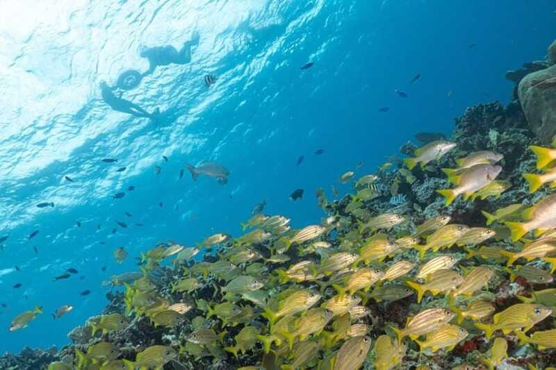 Isla Mujeres: Snorkel Tour at Musa and Manchones Reef - Gear, life jackets, and practical tips for your snorkel comfort