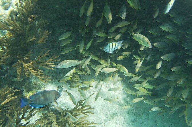 Isla Mujeres: Snorkeling Adventure at the Underwater Museum - MUSA: swimming among underwater sculptures with real habitat